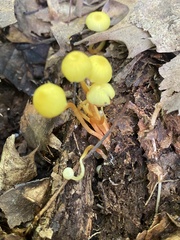 Hygrocybe parvula
