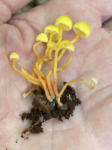 Hygrocybe parvula (Photo 2 of 2)