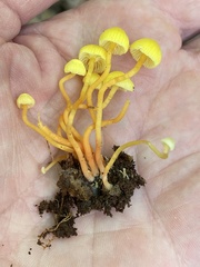 Hygrocybe parvula (Photo 2 of 2)