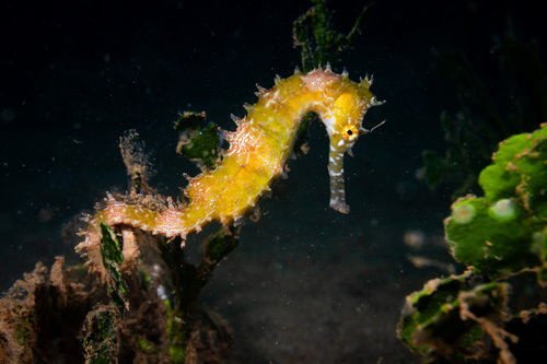 Spiny Seahorse