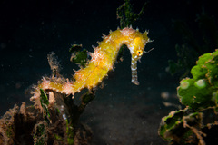 Thorny Seahorse photo 2