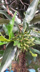 Escallonia pendula