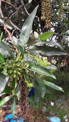 Escallonia pendula