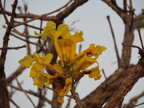 Image of Handroanthus ochraceus by (c) Nicolas Olejnik, some rights reserved (CC BY)