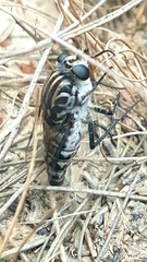 Apiocera