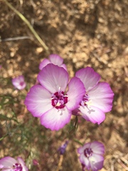 Clarkia cylindrica