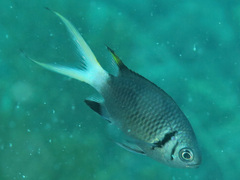 Chromis xanthura