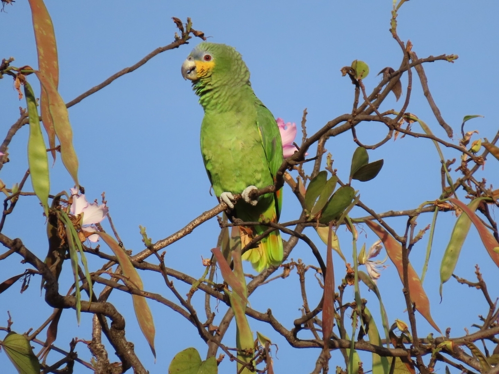 Amazona Alinaranja, Amazona amazonica