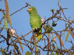 Orange-Winged Amazon photo 2