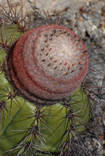 Melocactus inconcinnus