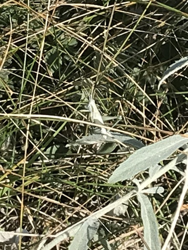 Cudweed Grasshopper photo 5