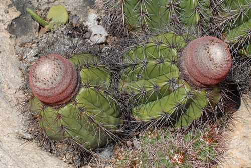 Melocactus inconcinnus