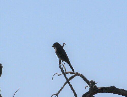 Plumbeous Seedeater (Sporophila plumbea), photo 3