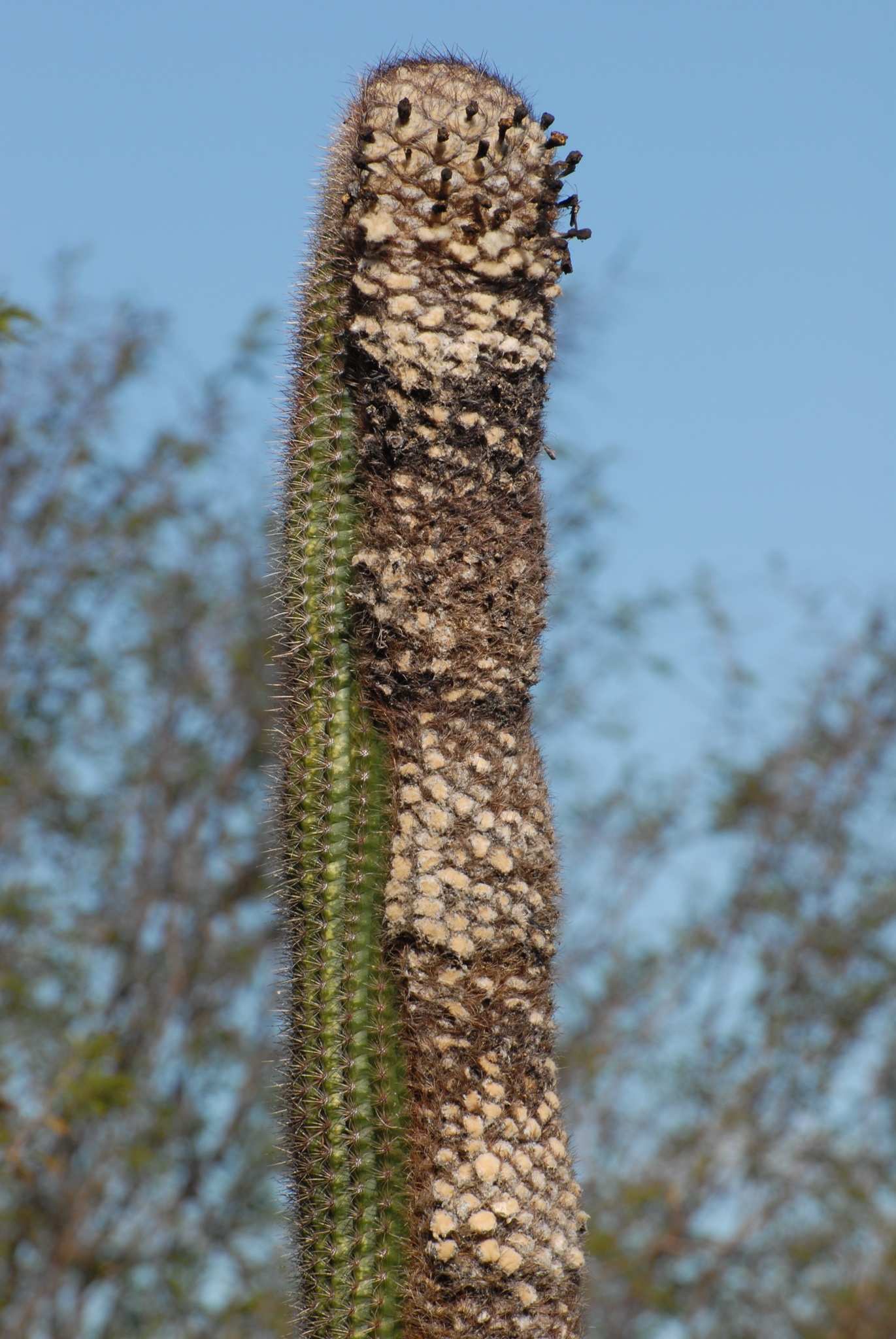 Coleocephalocereus goebelianus