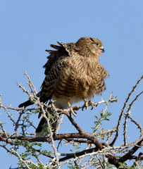 Falco rupicoloides