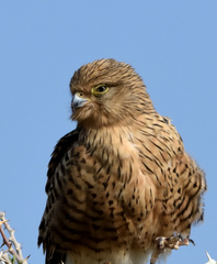 Falco rupicoloides