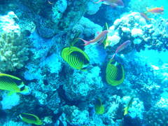 Chaetodon fasciatus