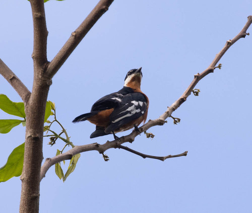 Rufous-bellied Triller (Lalage aurea), photo 8