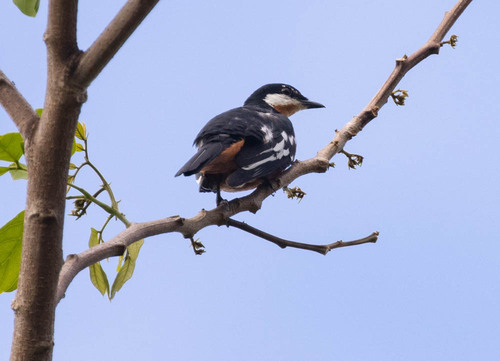 Rufous-bellied Triller (Lalage aurea), photo 4