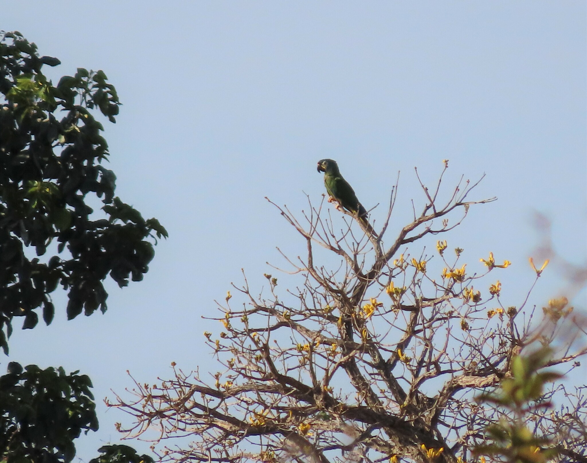 Blue-winged Macaw (Primolius maracana)