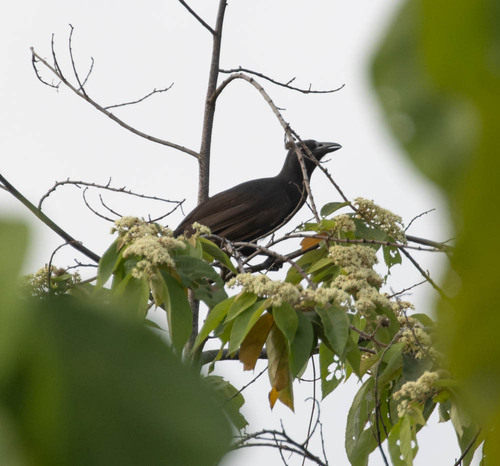 Halmahera Paradise-crow (Lycocorax pyrrhopterus), photo 5