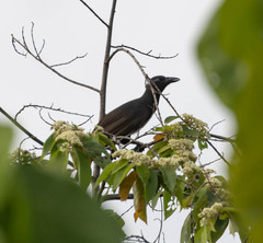 Halmahera Paradise-Crow photo 2
