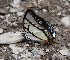 Polyura eudamippus formosana