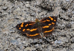 Symbrenthia lilaea formosanus