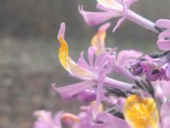Schizanthus hookeri