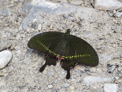 Papilio hermosanus