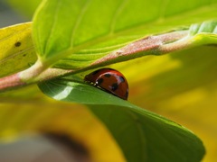 Harmonia dimidiata
