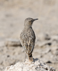 Chersomanes albofasciata