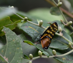 Dircenna kolijkensis