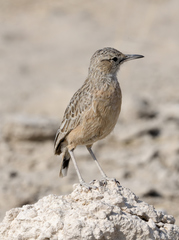 Chersomanes albofasciata