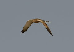 Falco rupicoloides
