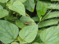 Dolomedes sulfureus