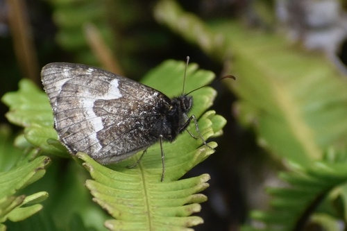 Le Cerf's Grayling