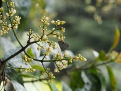 Sinthusa chandrana