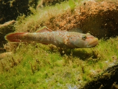 Lizard Goby photo 3