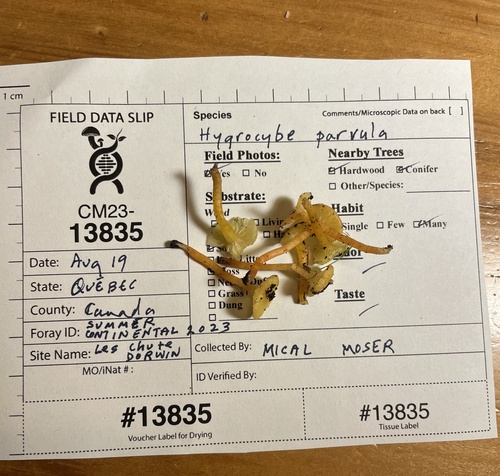 Hygrocybe parvula (Photo 2 of 2)