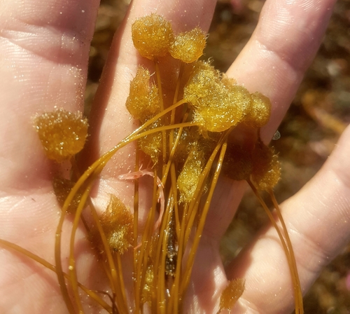 Bellotia observed 2019-02-02