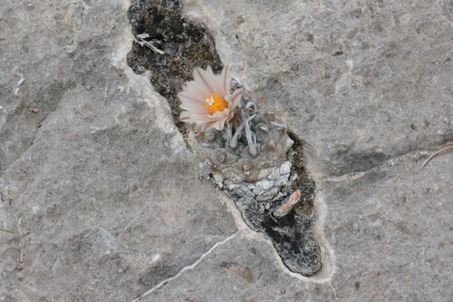 Turbinicarpus schmiedickeanus