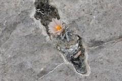 Turbinicarpus schmiedickeanus