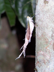 Pterodictya reticularis