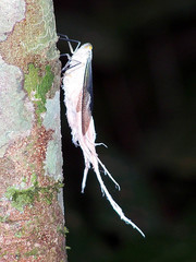 Pterodictya reticularis