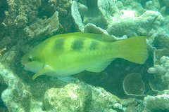 Scarus dimidiatus