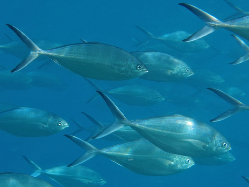 Alepes vari (Cuvier, 1833)