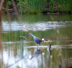 Porphyrio pulverulentus