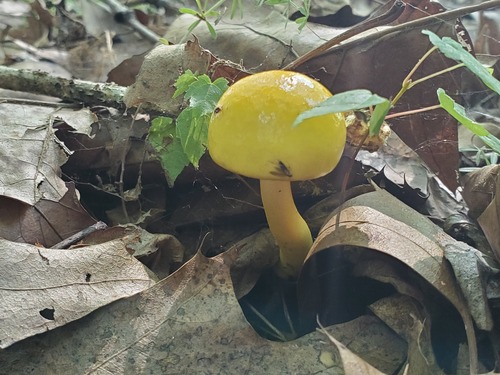 Pulveroboletus curtisii