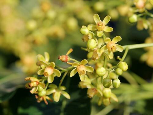 Swietenia macrophylla